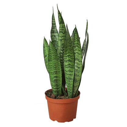 Snake Plant Zeylanica indoor plant from Rooted Treasures Farms in a terracotta pot on Tampa Home & Garden Store
