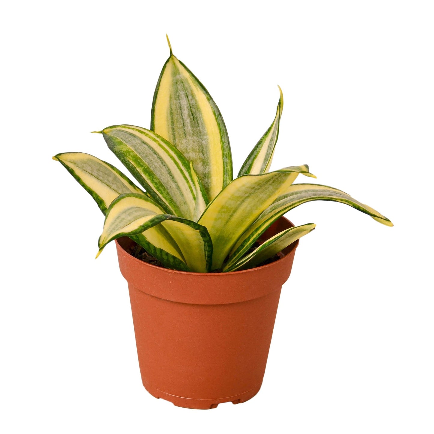 Snake Plant Gold Hahnii indoor plant with yellow-green variegated leaves in terracotta pot on Tampa Home & Garden Store