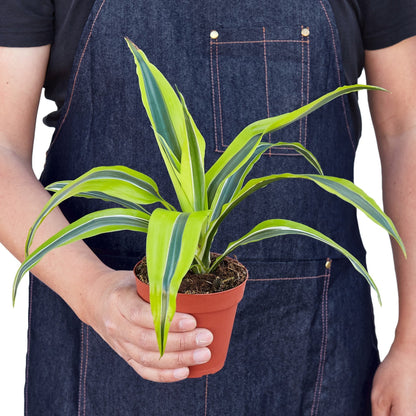 Dracaena Deremensis Lemon Lime indoor plant with lime leaves in terracotta pot on Tampa Home & Garden Store