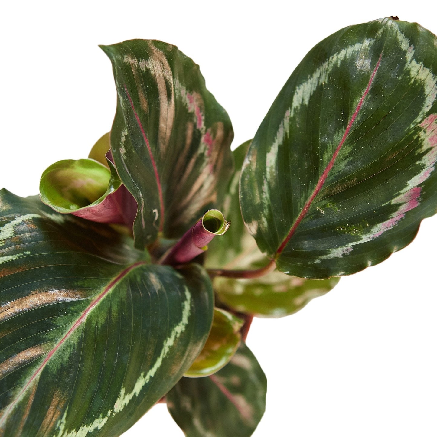 Calathea Medallion plant with leaves, pink midrib and variegation, Rooted Treasures Farms on Tampa Home & Garden Store