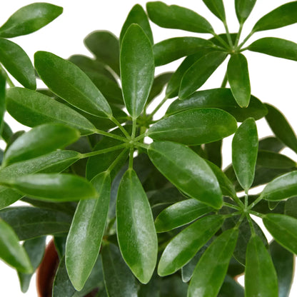 Schefflera Arboricola Umbrella indoor plant with green leaflets by Rooted Treasures Farms on Tampa Home & Garden Store