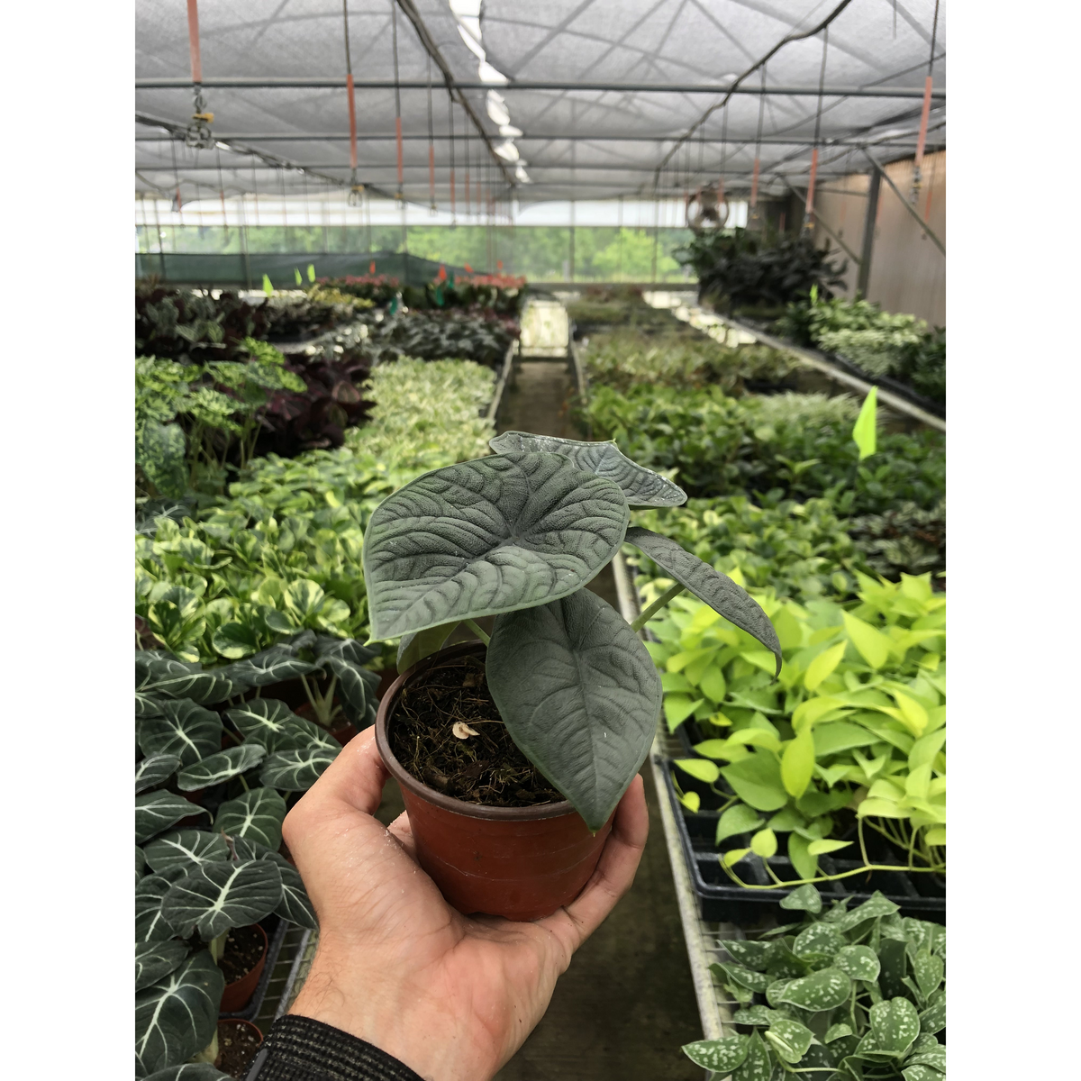 Alocasia Melo indoor plant in a small pot with dark gray-green arrowhead leaves and venation on Tampa Home & Garden Store