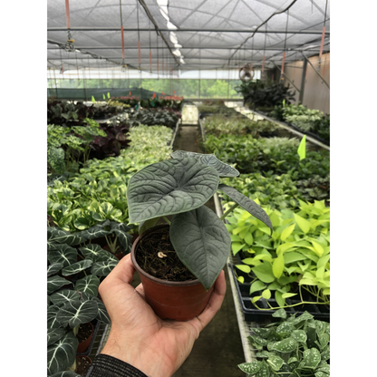 Alocasia Melo indoor plant in a small pot with dark gray-green arrowhead leaves and venation on Tampa Home & Garden Store
