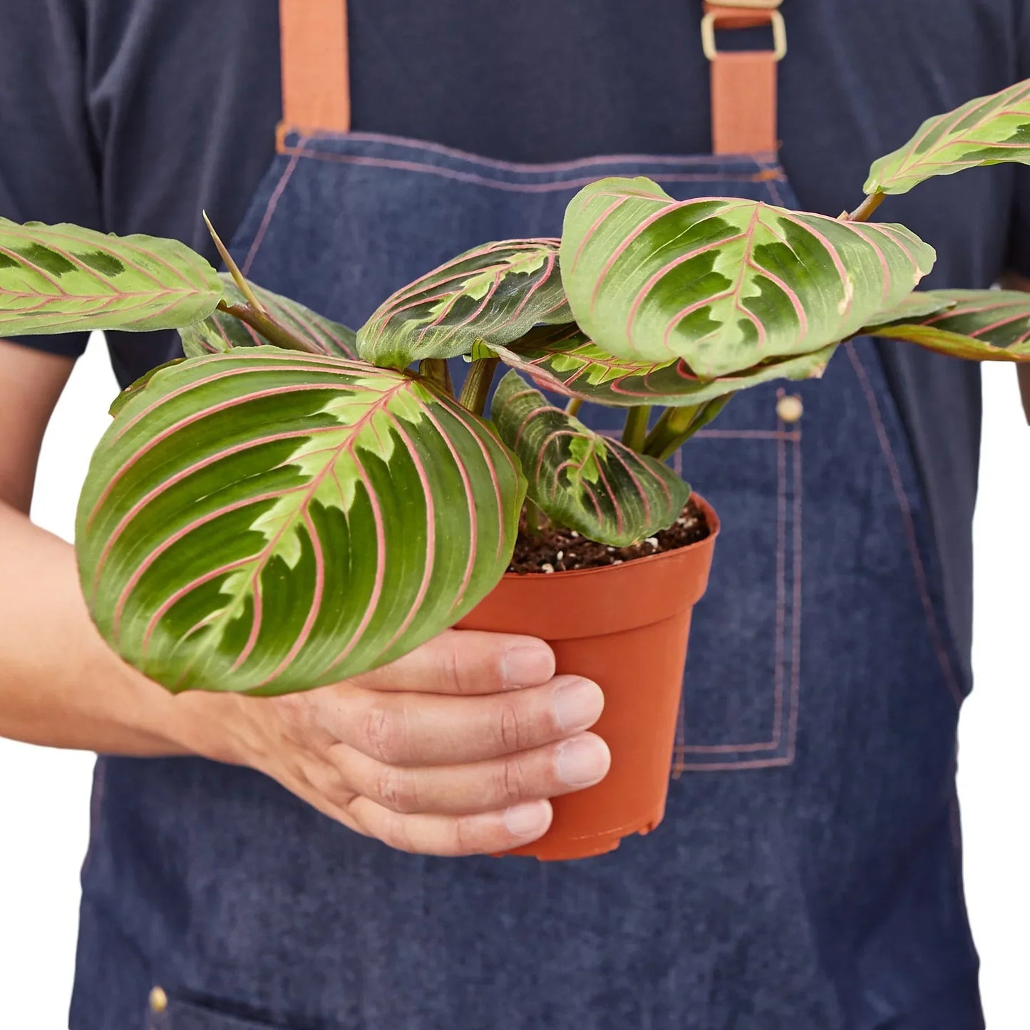 Maranta Red Prayer plant in a terracotta pot with green leaves and pink veins on Tampa Home & Garden Store