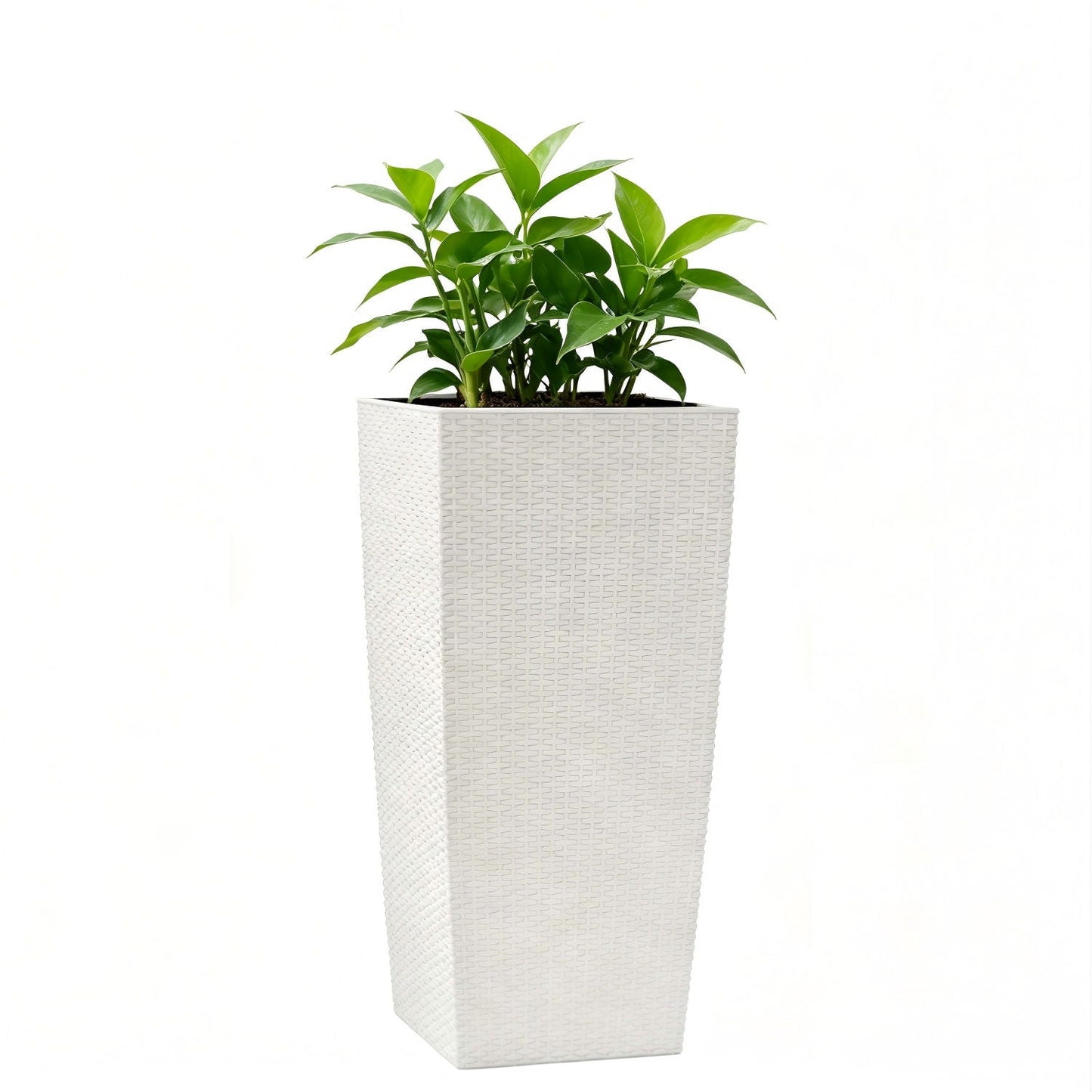 Indoor Outdoor Planter With Automatic Watering System white square planter with green leaves on Tampa Home & Garden Store