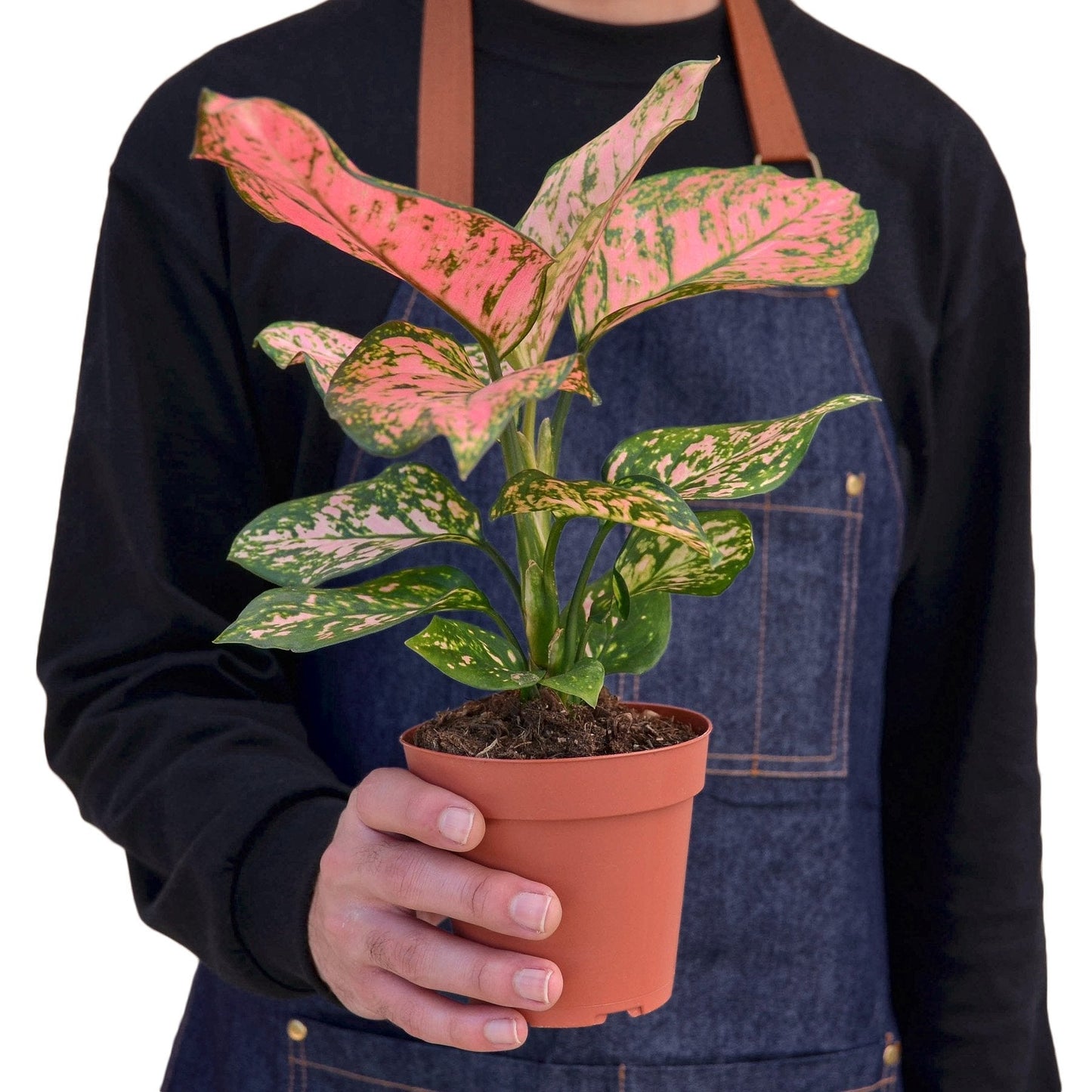 Indoor plant Chinese Evergreen Lady Valentine with pink and green leaves in terracotta pot on Tampa Home & Garden Store
