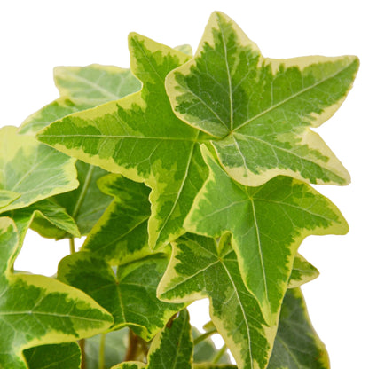 English Ivy Gold Child plant, variegated leaves with yellow margins, Rooted Treasures Farms on Tampa Home & Garden Store