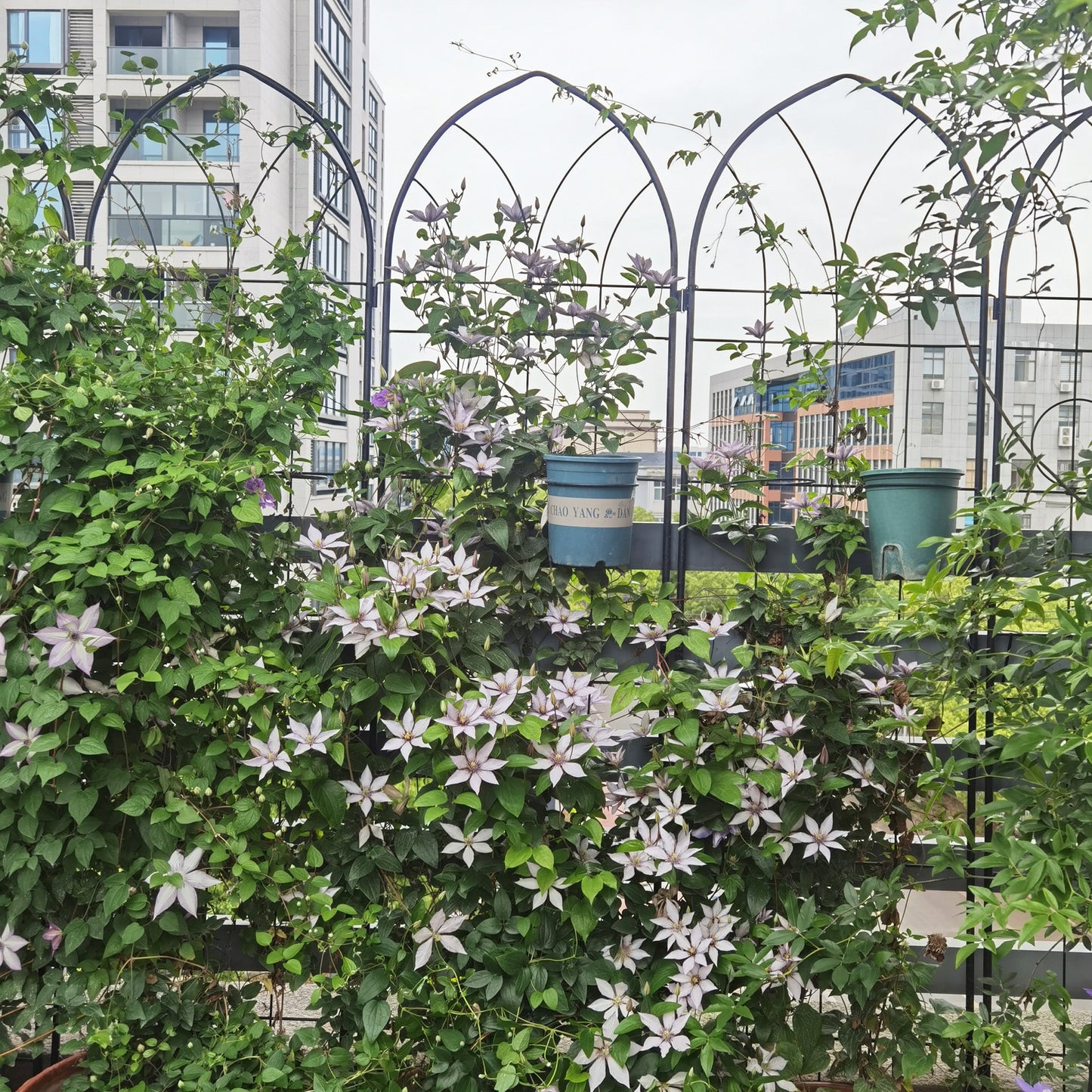 4-pack metal garden trellis arches with climbing vines by HouseOfZazla on balcony garden on Tampa Home & Garden Store