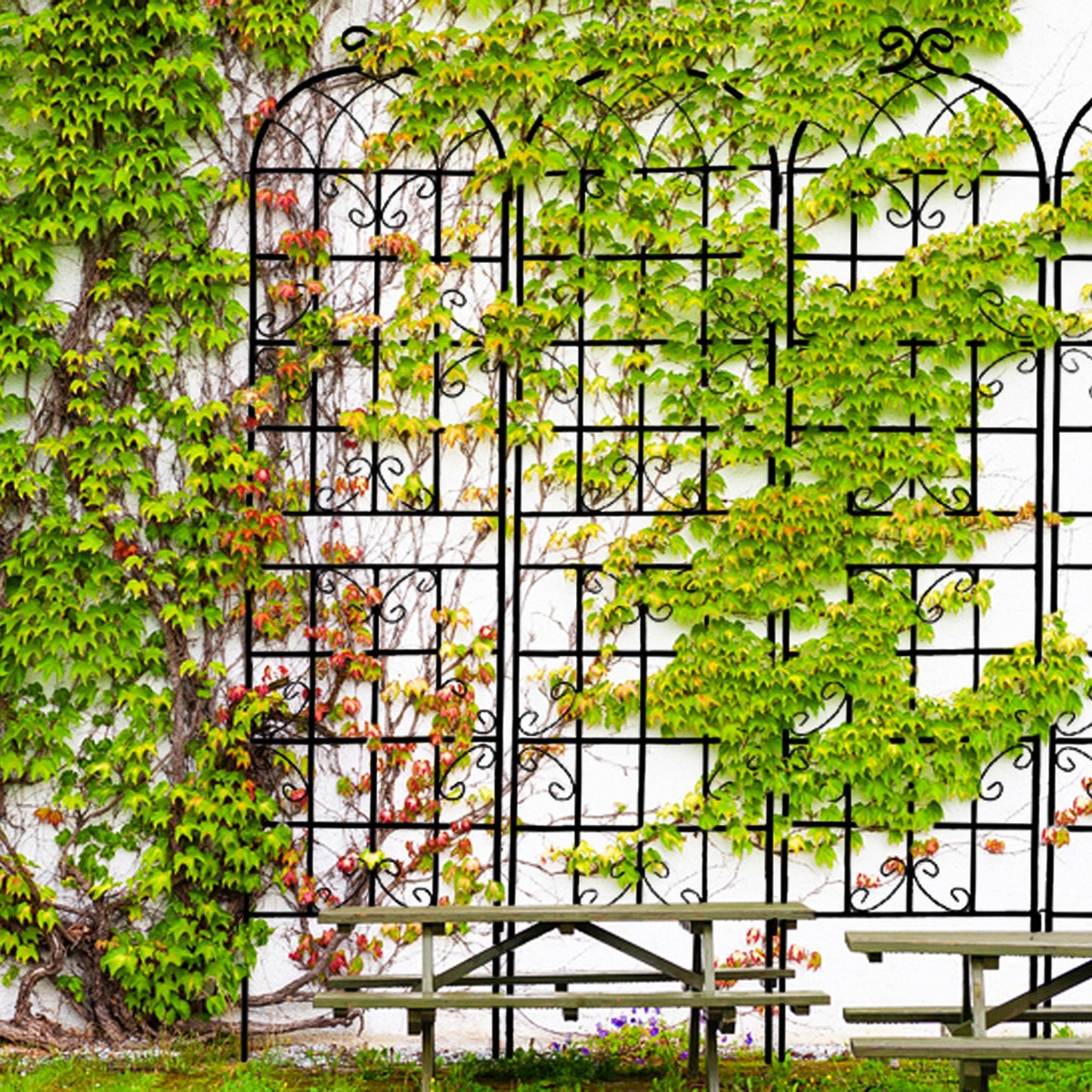 Metal Trellis For Climbing Plants And Vines