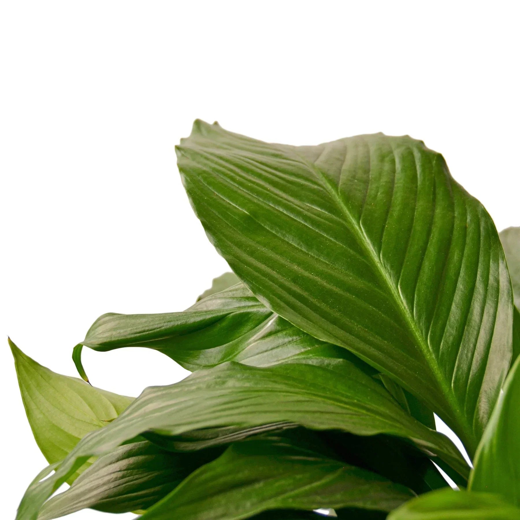 Spathiphyllum Peace Lily foliage with glossy green leaves Rooted Treasures Farms on Tampa Home & Garden Store
