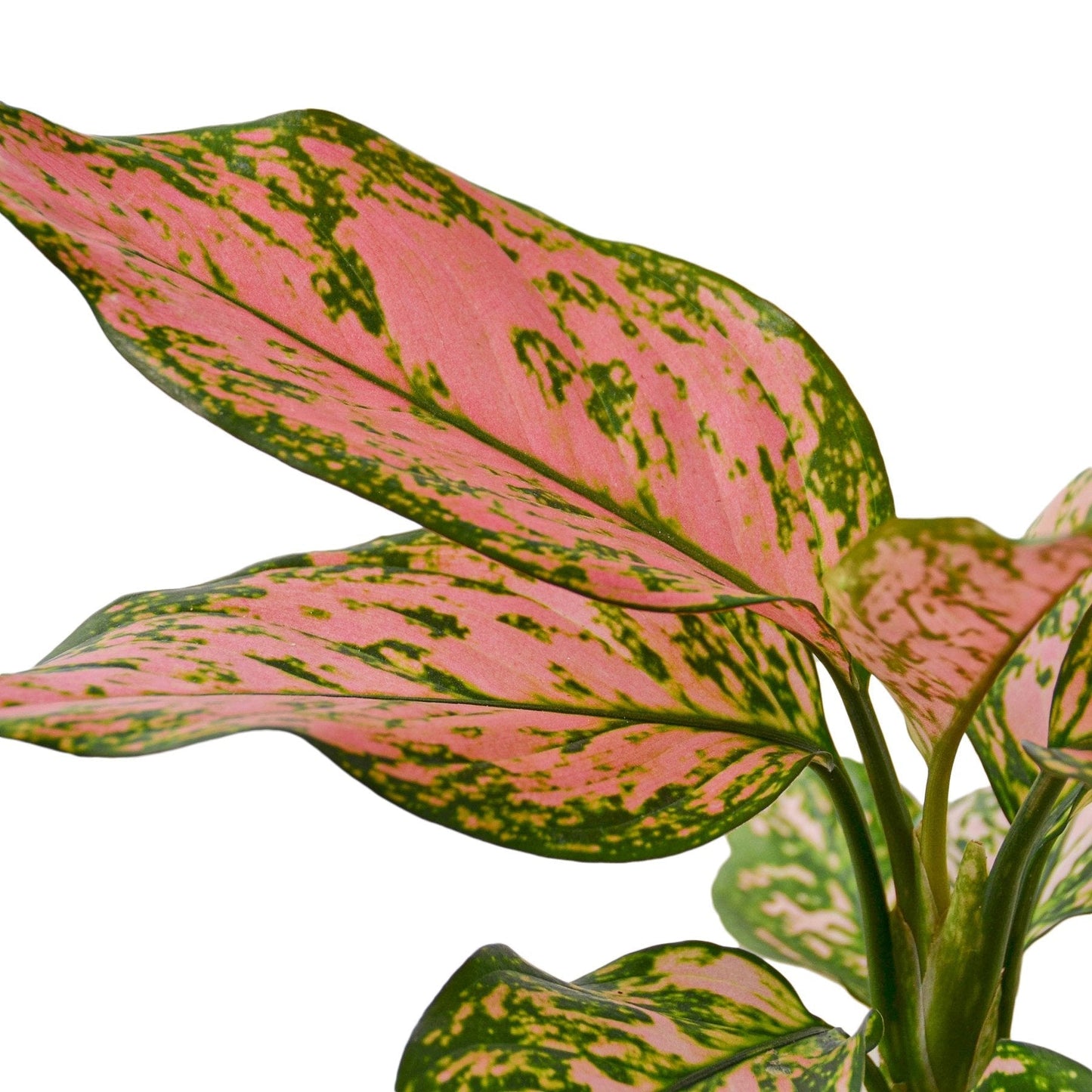 Indoor plant Chinese Evergreen Lady Valentine pink and green leaves by Rooted Treasures Farms on Tampa Home & Garden Store