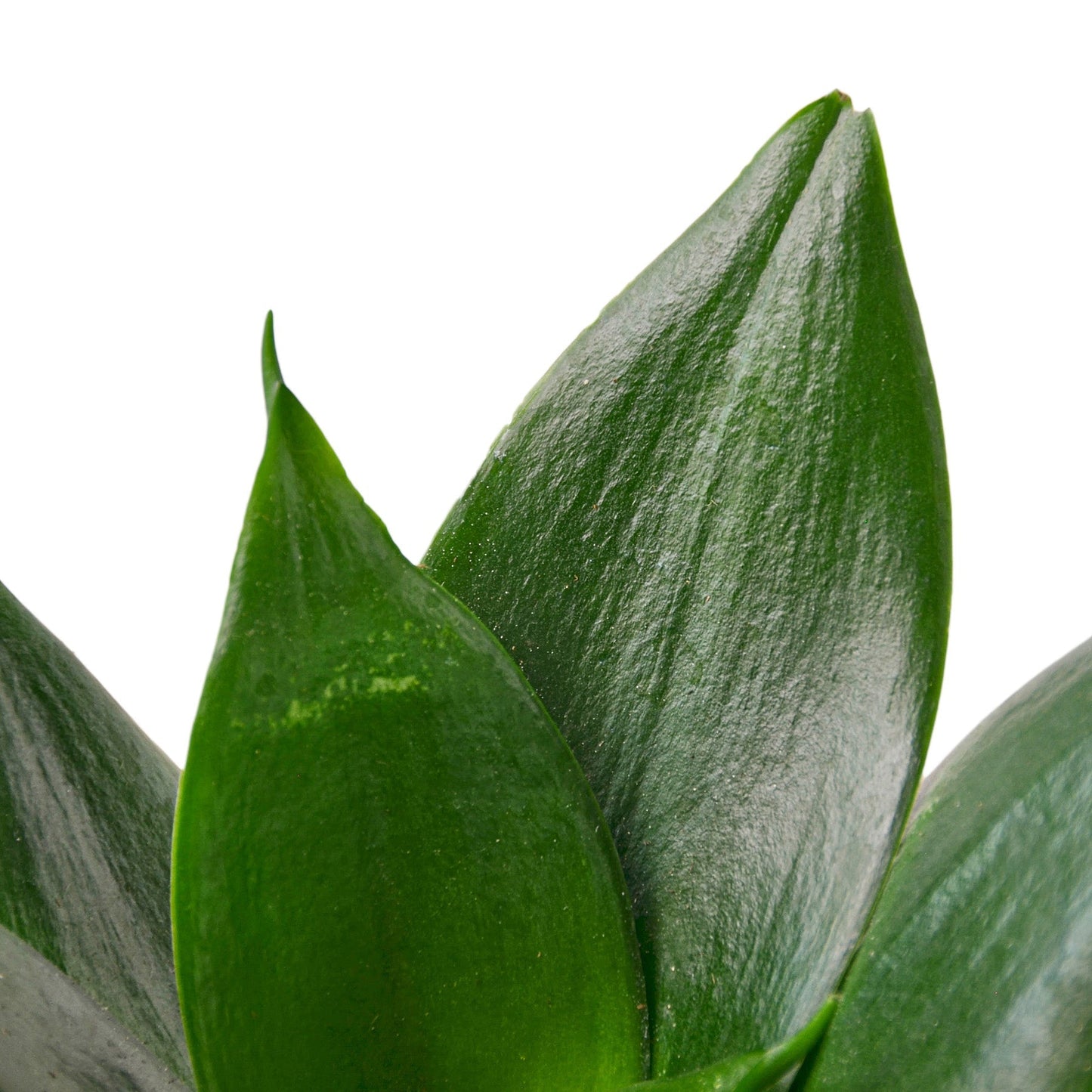 Snake Plant Jade indoor plant dark green glossy leaves with subtle variegation on Tampa Home & Garden Store