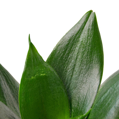 Snake Plant Jade indoor plant dark green glossy leaves with subtle variegation on Tampa Home & Garden Store