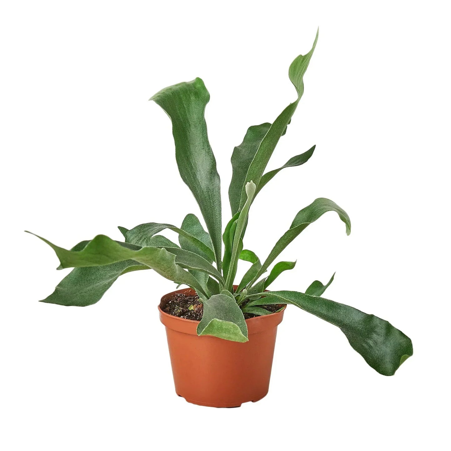 Staghorn Fern indoor plant Rooted Treasures Farms with large green fronds in a pot on Tampa Home & Garden Store