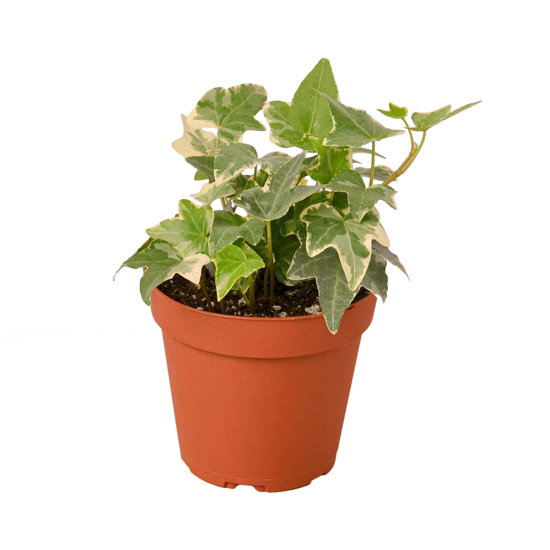 English Ivy Glacier plant, Rooted Treasures Farms variegated green/cream leaves in terracotta pot on Tampa Home & Garden Store