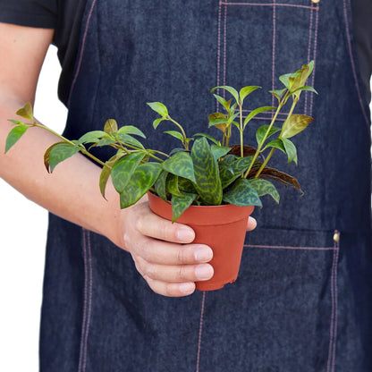 Lipstick Black Pagoda 4-inch plant with green variegated leaves in a terracotta pot on Tampa Home & Garden Store