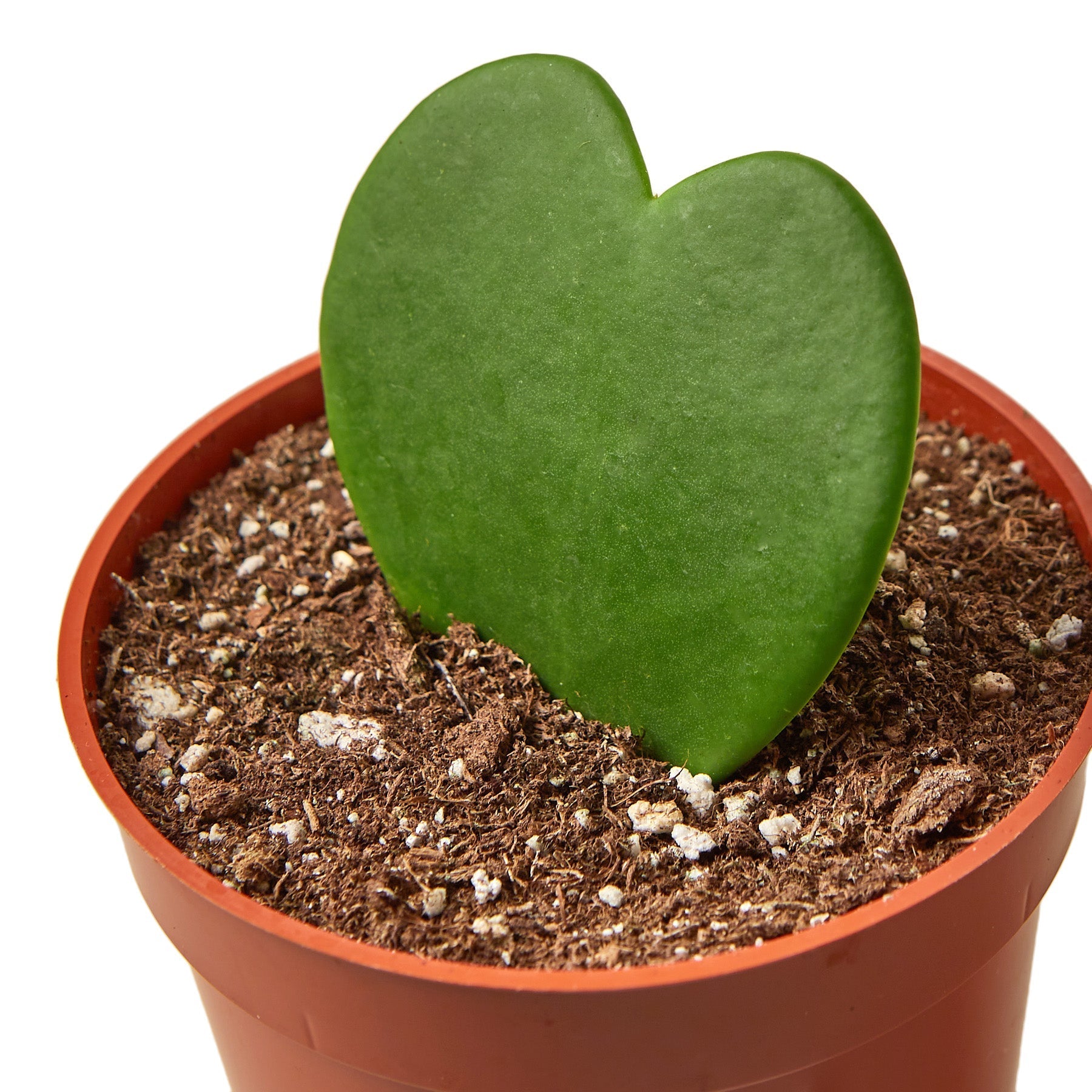 Hoya Sweetheart 4in plant with a thick heart-shaped leaf in a terracotta pot on Tampa Home & Garden Store