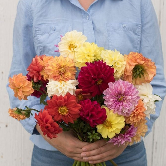 Colorful Dahlia Flower Bulbs and Seeds Pack