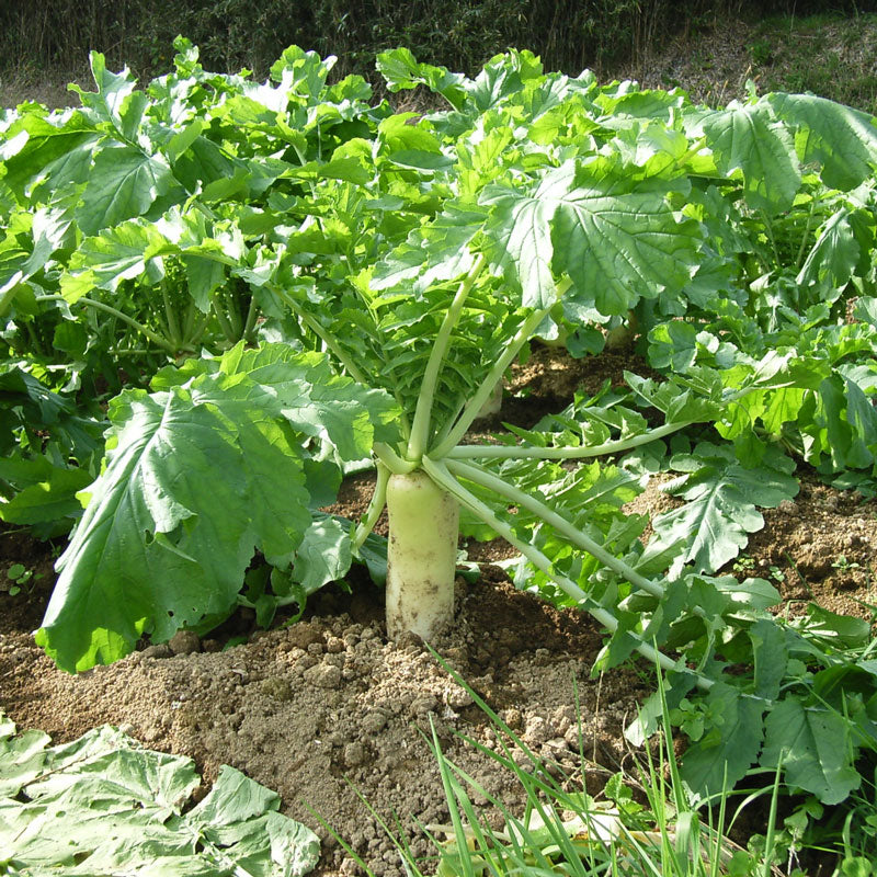 Graines de radis daikon (biologiques)