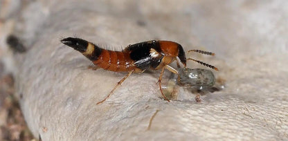 Dalotia Coriaria Rove Beetles for Pest Control
