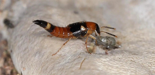 Dalotia coriaria rove beetle predator, orange body with black abdomen, feeding on a grub on Tampa Home & Garden Store