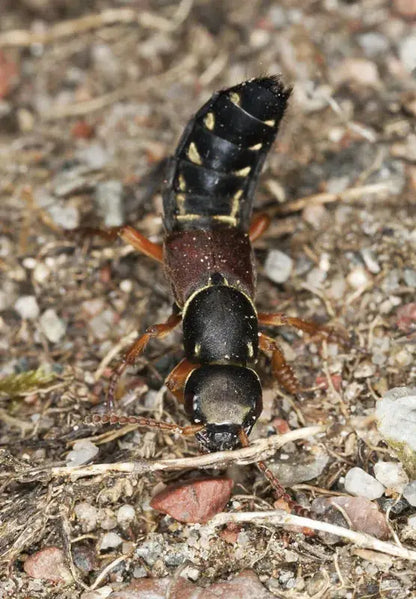 Dalotia Coriaria Rove Beetles for Pest Control