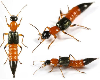 Dalotia Coriaria Rove Beetles for Pest Control