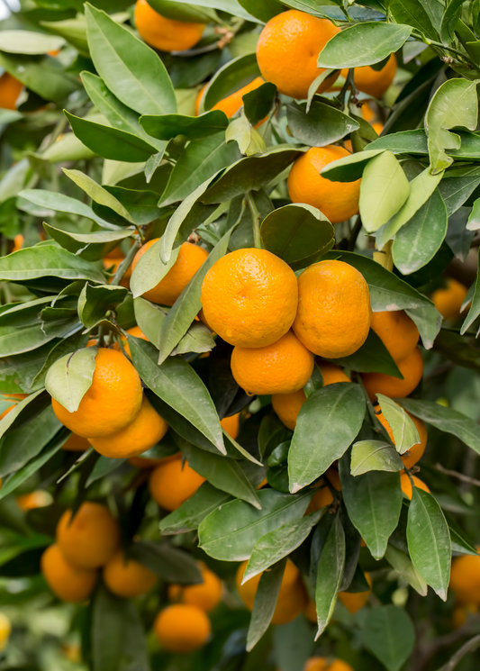 Dancy Tangerine Tree (Citrus tangerina)