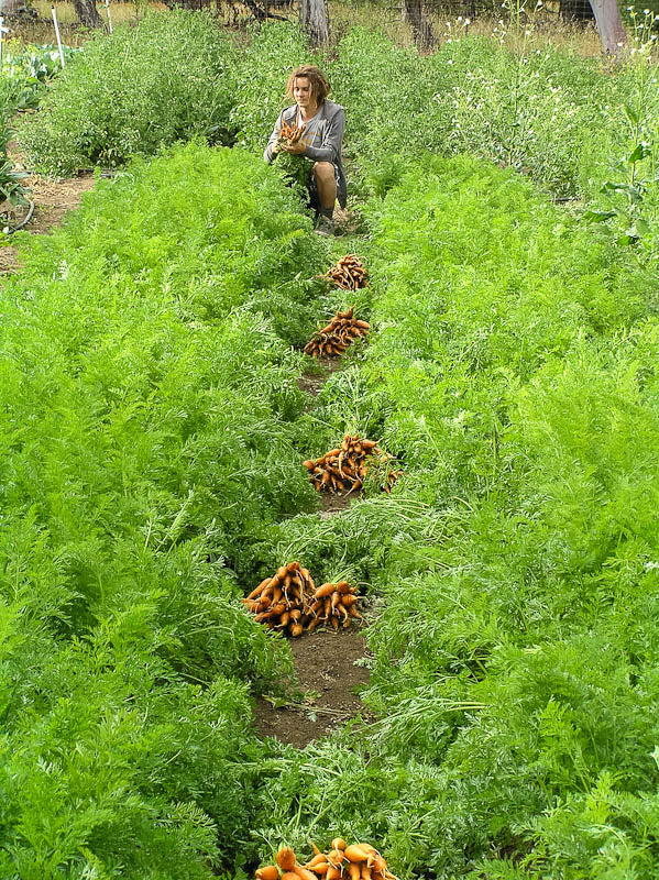 Graines de carottes Danvers (biologiques)