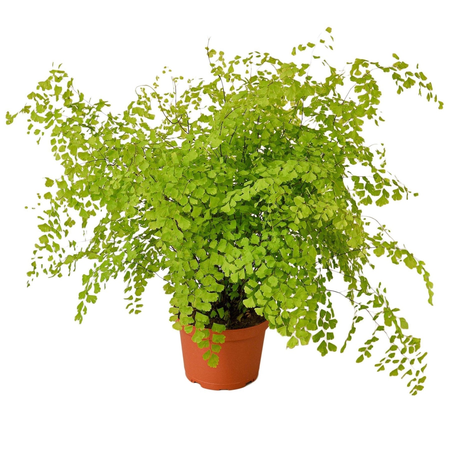 Maidenhair Fern 6-inch nursery pot indoor plant with bright green fronds Rooted Treasures Farms on Tampa Home & Garden Store