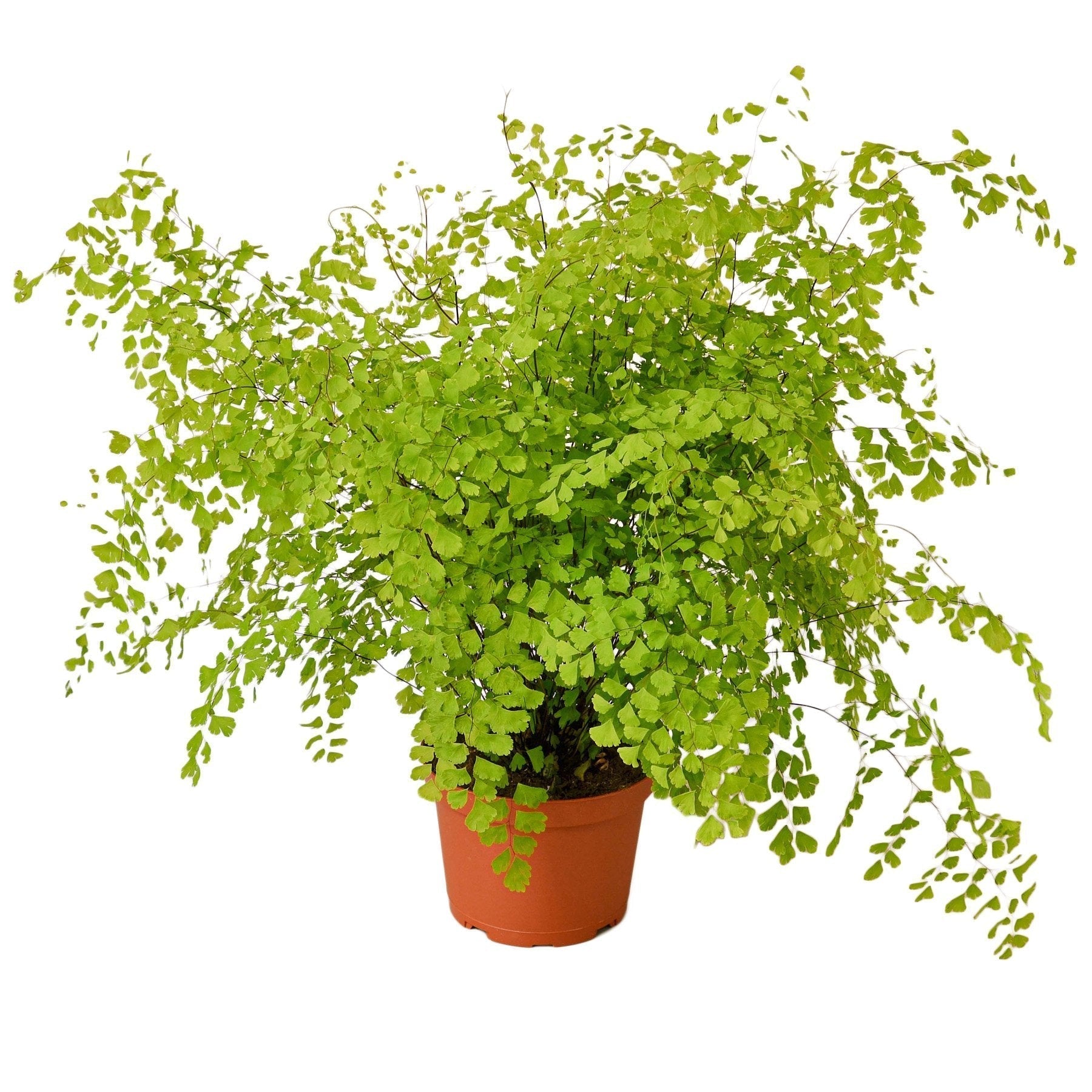 Maidenhair Fern 6-inch nursery pot indoor plant with bright green fronds Rooted Treasures Farms on Tampa Home & Garden Store