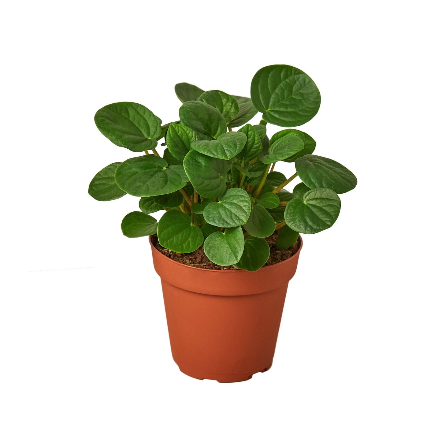 Peperomia Rana Verde plant with round green leaves in terracotta pot Rooted Treasures Farms on Tampa Home & Garden Store