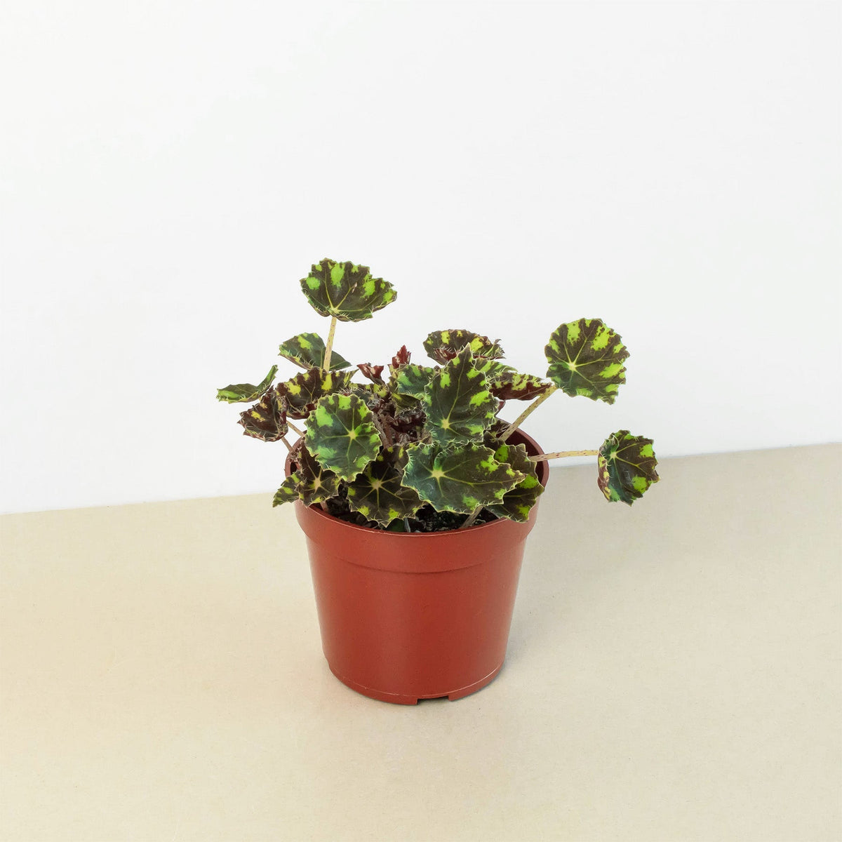 Begonia Tiger Paws plant in a 4 inch pot with green and bronze variegated leaves House Plant Shop on Tampa Home & Garden Store