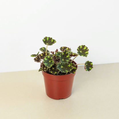 Begonia Tiger Paws plant in a 4 inch pot with green and bronze variegated leaves House Plant Shop on Tampa Home & Garden Store