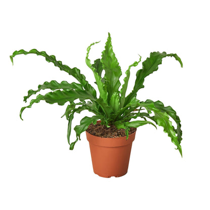 Bird’s Nest Victoria Fern indoor plant in a terracotta pot with vibrant green fronds Rooted Treasures Farms on Tampa Home & Garden Store