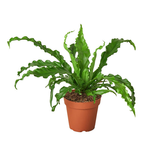 Bird’s Nest Victoria Fern indoor plant in a terracotta pot with vibrant green fronds Rooted Treasures Farms on Tampa Home & Garden Store