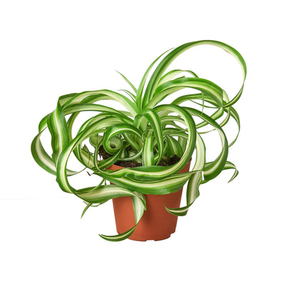 Spider Plant Bonnie variegated green and cream leaves in terracotta pot on Tampa Home & Garden Store