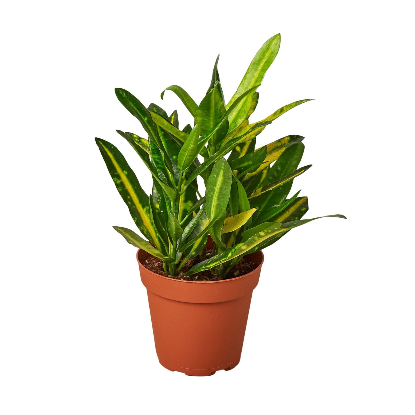 Croton Sunny Star indoor plant with green-yellow leaves in terracotta pot on Tampa Home & Garden Store