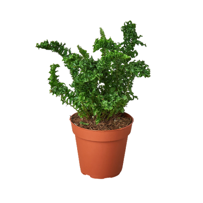 Fern Emina Curly Boston Fern For Hanging Displays