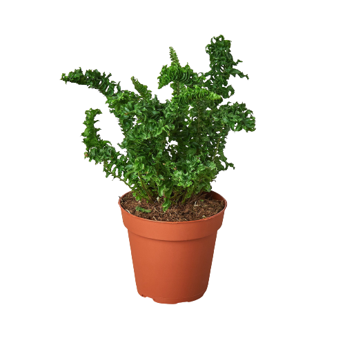 Fern Emina curly Boston fern 4 inch potted plant terracotta pot green fronds House Plant Shop on Tampa Home & Garden Store