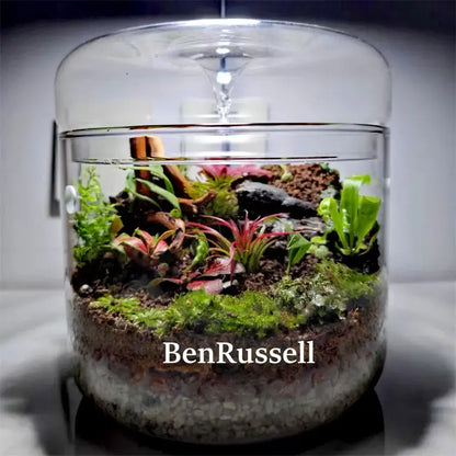 Glass moss terrarium vase by Decorbites with a clear dome lid and colorful small plants on Tampa Home & Garden Store