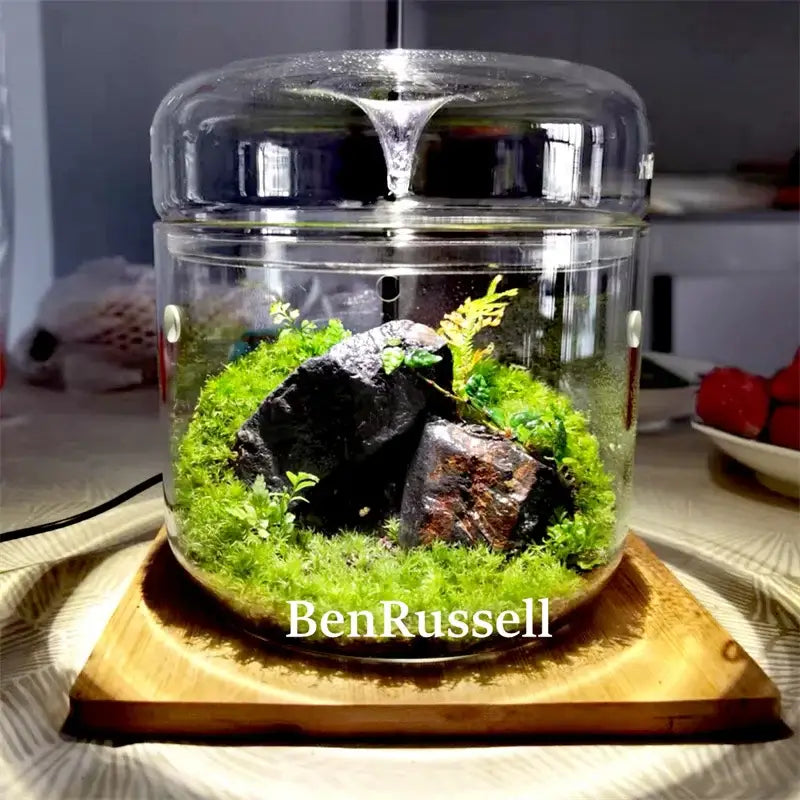 Glass Moss Terrarium Vase glass with green moss and rocks on wooden base BenRussell on Tampa Home & Garden Store