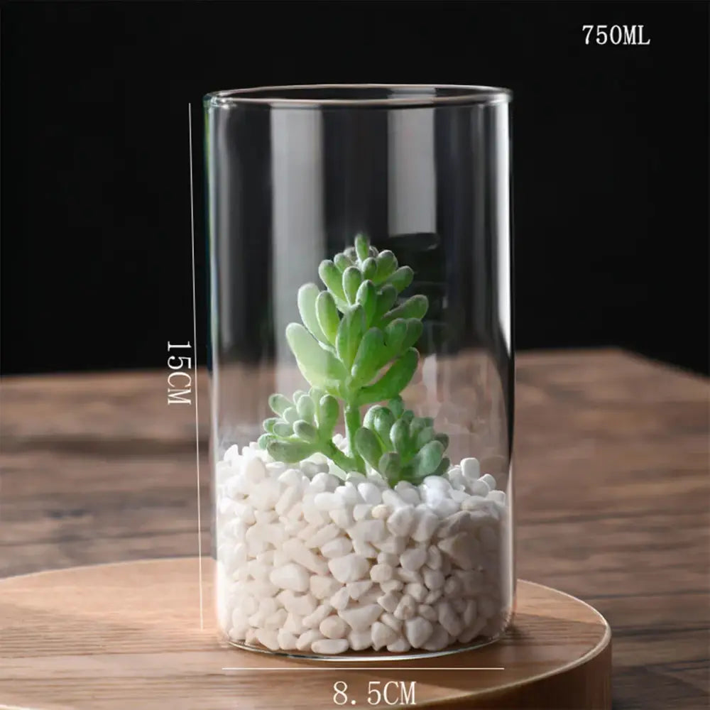 Glass Hydroponic Desktop Planter Vase