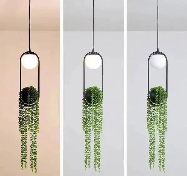 Decorbites modern planter pendant light with black frame and trailing greenery (3) on Tampa Home & Garden Store