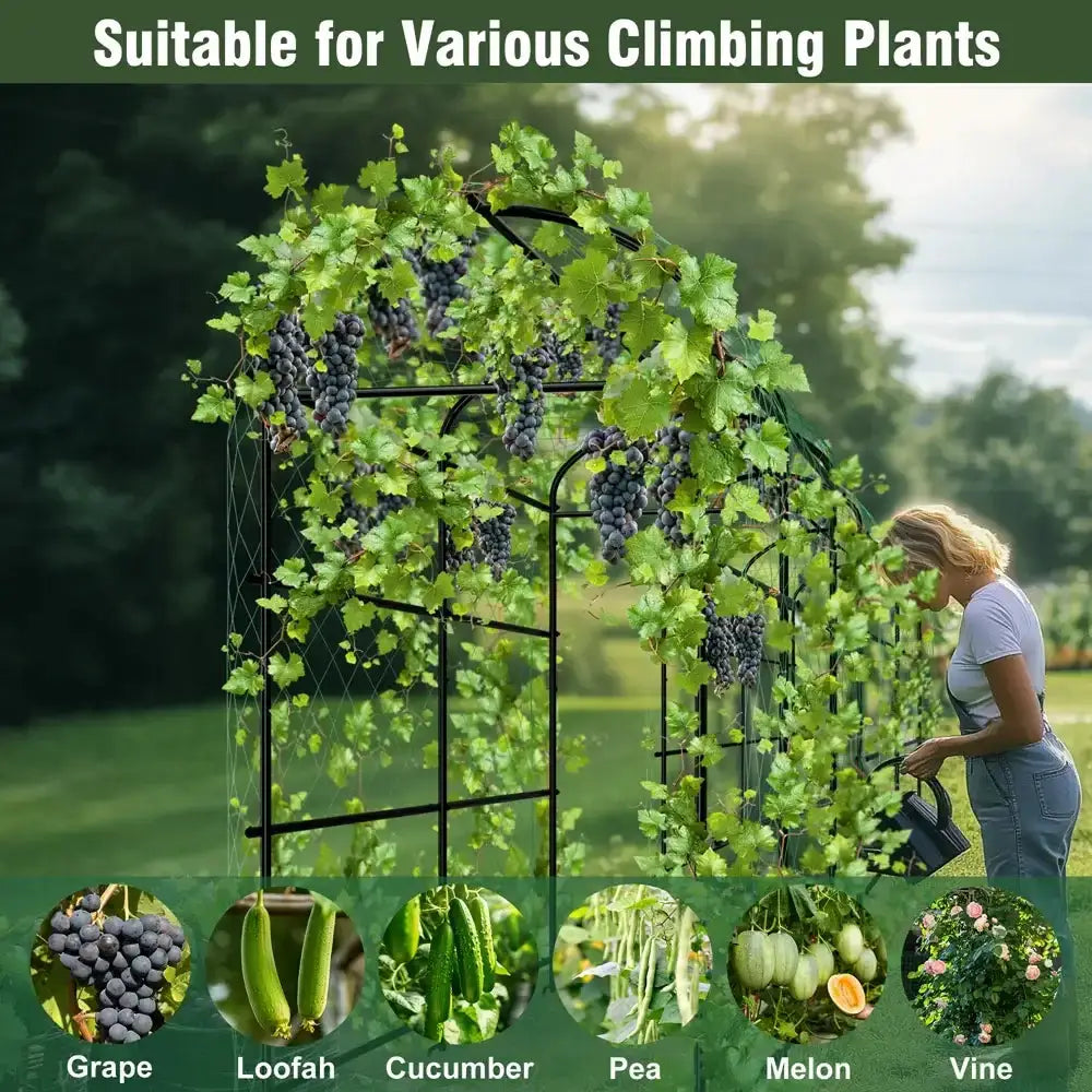 Tall black metal arched garden plant trellis by Decorbites with green vines and grape clusters on Tampa Home & Garden Store
