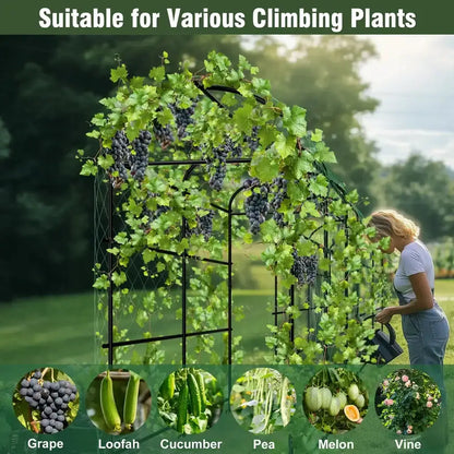 Tall black metal arched garden plant trellis by Decorbites with green vines and grape clusters on Tampa Home & Garden Store