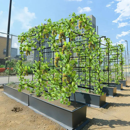 Group of tall black metal arched garden trellises in planters with grapevines Decorbites on Tampa Home & Garden Store