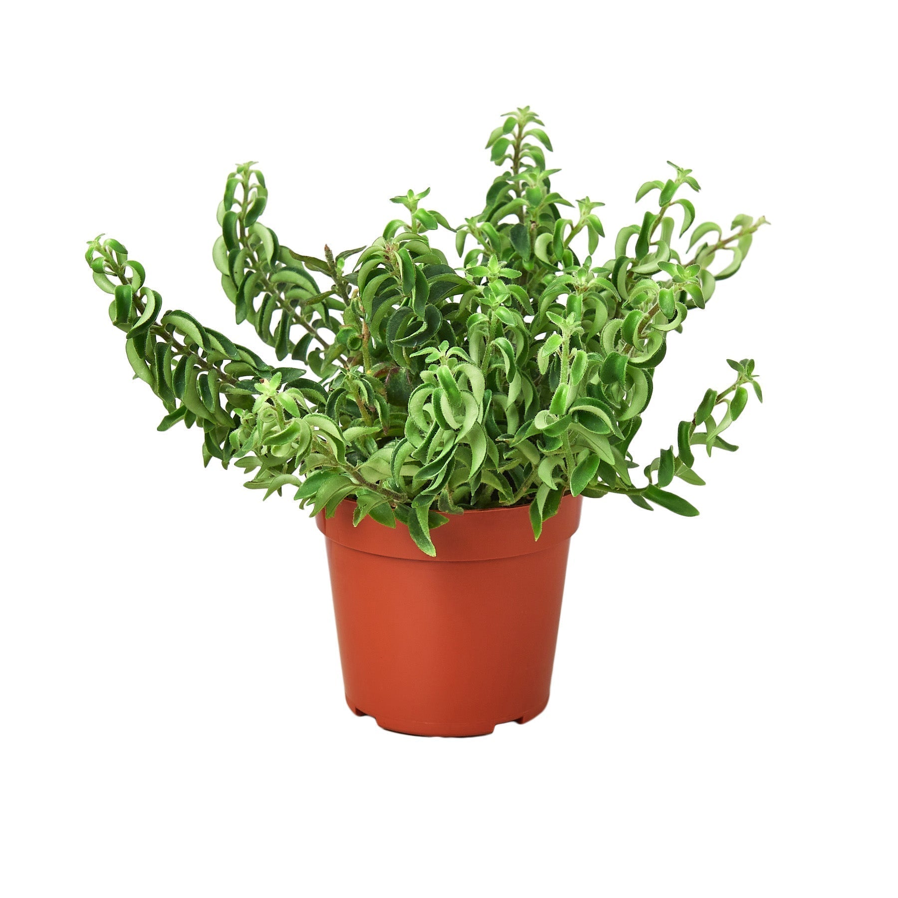 Curly Lipstick Plant potted houseplant with curly green leaves in terracotta pot House Plant Shop on Tampa Home & Garden Store