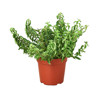 Curly Lipstick Plant potted houseplant with curly green leaves in terracotta pot House Plant Shop on Tampa Home & Garden Store