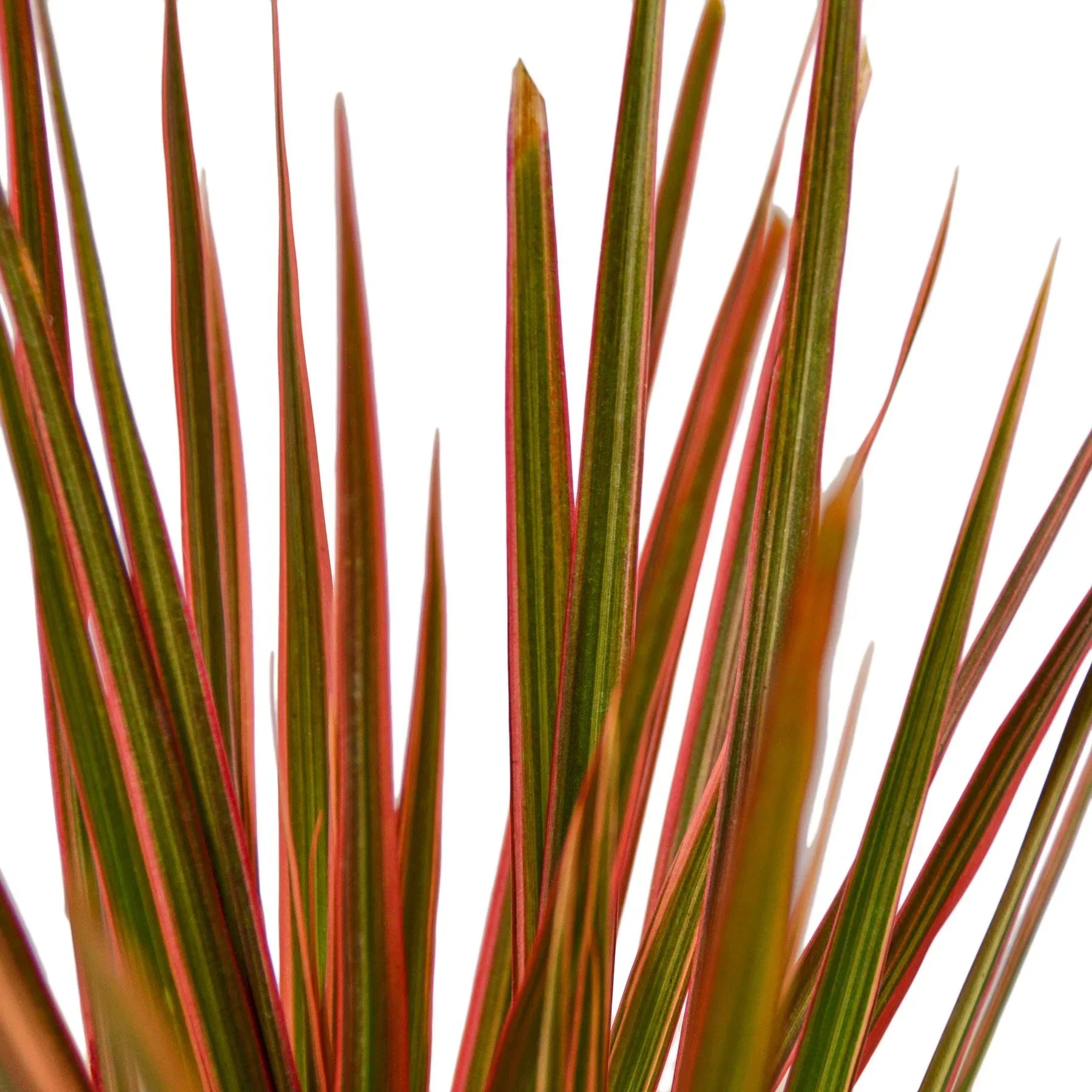 Dracaena Colorama plant with green and red-edged leaves Rooted Treasures Farms on Tampa Home & Garden Store